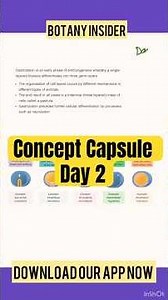🔥 Germ Layer Movements in Gastrulation – Explained in 60 Seconds! Concept Capsule Day 2