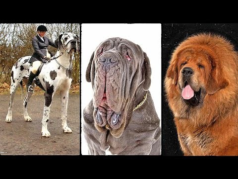 the biggest dog in the world | big dogs breeds | giant dogs #bigdog