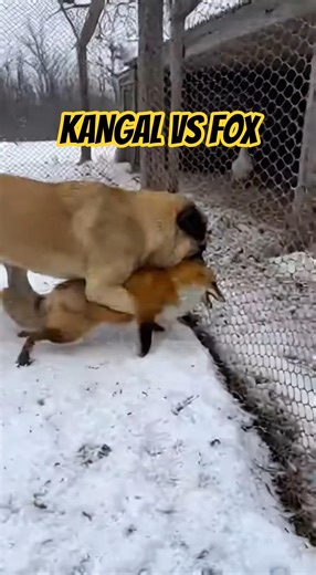 Kangal Dog vs Red Fox: Farm Protector 🐺