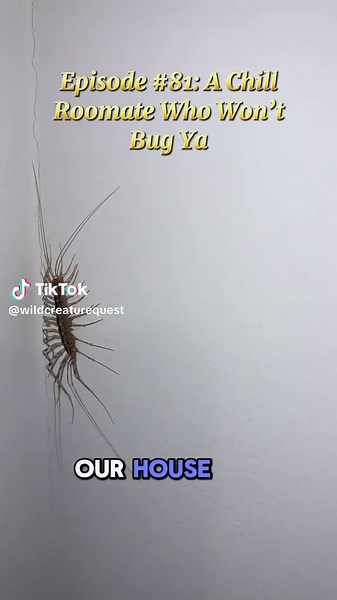 Understanding House Centipedes: Nature's Misunderstood Insect