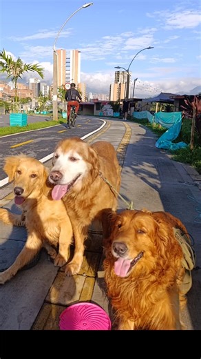 La mejor terapia tiene cuatro patas (y mucha energía) 🐾💛