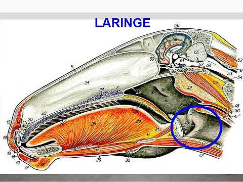 Anatomy of the Animal Respiratory System | Professor Jomel Vet