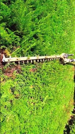 How to shape young hedges the right way | hedge cutting process part 13