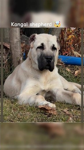 Kangal shepherd look and growth 📈☠️#viral #viralshorts #kangal #dog