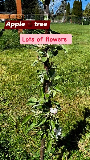 Small apple tree lots of flowers #Apple #flowers #excited #YES | Gina S. Millard