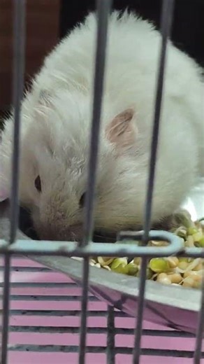 My new pet Syrian albino red eye hamsters pair #cute #hamster #hamsters #care #perfectpet#advlogs13🧿