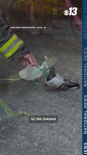 Firefighter gives oxygen to pigeon