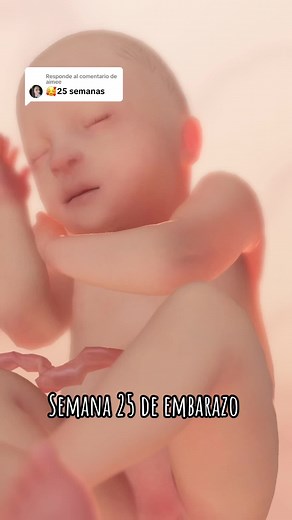Semana 25 de embarazo: ¿Qué esperar y cómo está el bebé?