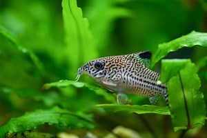 10 Popular Types of Cory Catfish (With Info & Pictures) | The Vet Desk
