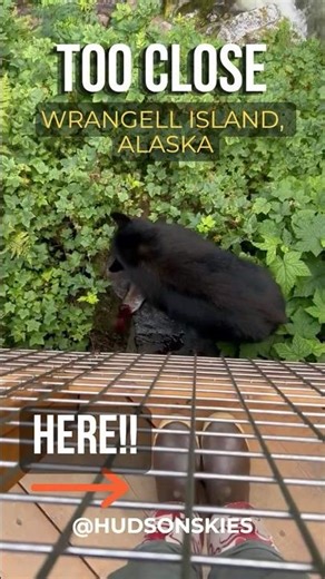 She Got Too Close to a Feeding Bear #alaskawildlife #natureshorts #wildlifeencounters #blackbear