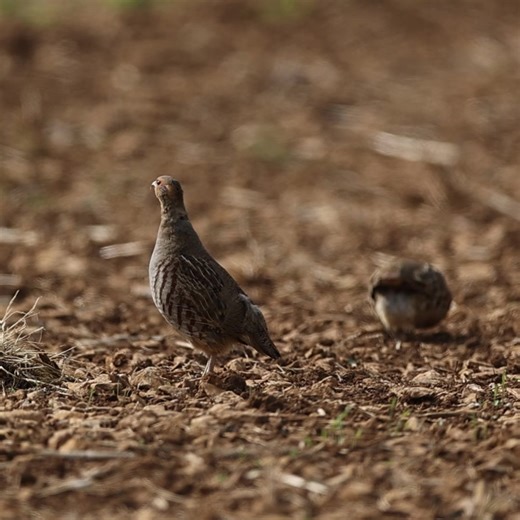 “ Since the early 1980s, Grey partridge populations across Europe, including, the UK, have declined by 94%... If we don't do anything now, if we don't act and I would say quicker is better, we risk losing, the grey partridge for good.” - Dr. Francis Buner, Senior Conservation Scientist & Head of Lowland Wildlife Recovery. https://gwct.org.uk/game/grey-partridge-appeal/ | Game & Wildlife Conservation Trust (GWCT)