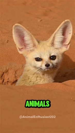 Fennec fox facts you never knew! 🦊 #fennec #fox #cute