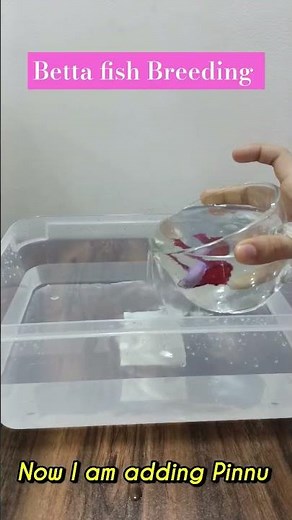 Betta Fish Breeding Setup 🐟 #bettafishtanksetup #bettafishbreeding