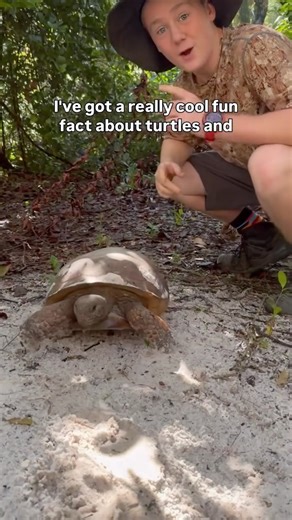 The Brothers Wild on Instagram: "This “armor” tells an incredible story 🐢 A gopher tortoise’s shell isn’t just protection — it’s a living record of survival. • The carapace (top shell) is built from fused bones, covered in scutes shaped by a lifetime of digging • The plastron (bottom shell) is flatter and lighter, helping them move through sandy soils • Their shell grows with them — scars, scratches, and textures tell the story of where they’ve been Out here documenting wild Florida moments in 