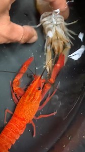 Newly Molt Orange ARC🧡🧡🧡 #orange | Vons Crayfish Worldd