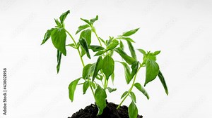 Time Lapse Stop motion animation of Growing tree on white background.green plant 4K Timelapse green plant withers Concept nature environment and Save earth save world save live