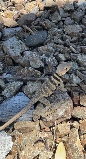 A Rockland Specialist | Basin Collared Lizard