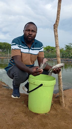 Other Benefits of proper farm setup | Lovemore Chitsva