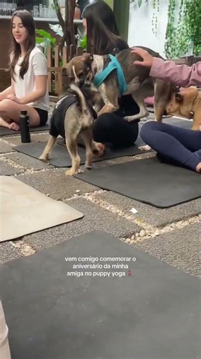 thaís araujo foi adotada pelo filhote mais fofo todos os... #Shorts #mavi_monteiro