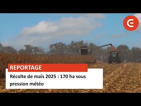 Cuma de l’Espérance : 170 ha sous pression météo pour la récolte de maïs 2025