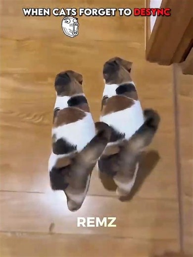 When cats forget to desync… 💀