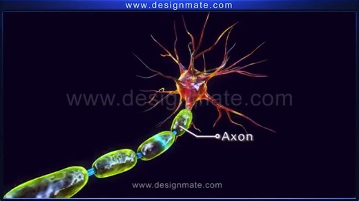 神经元结构三维大片（Science - Structure of Neuron） 英文配音 中文字幕