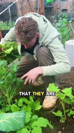 Strategic Radish Planting Ideas for Raised Beds and Small Gardens