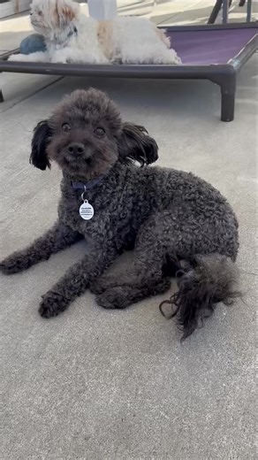 Meet Boeing – a 10-year-old poodle mix with a heart as big as his name! This gentle little gentleman who weighs 14lb and came to us from the Sanger Shelter in rough shape a few weeks ago. He arrived with pneumonia and covered in ticks and fleas. Thankfully, his amazing foster mom gave him a second chance—she cleaned him up, got him groomed, and helped him feel like a whole new dog. Boeing may be a senior, but don’t let that fool you—poodles often live to be nearly 20 years old, so he’s just hitt