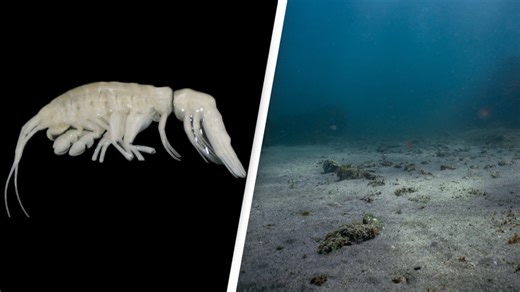 Scientists discover terrifying alien-like creature they've named 'darkness' 25,925ft below ocean's surface