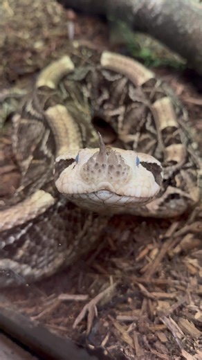 Discover Gaboon Vipers at the Herpetarium Feeding Time