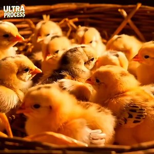 From incubation to broiler rearing: Modern technology and a complete approach to successful farming | Ultra Process