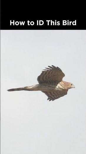 Can you identify this hawk in flight?