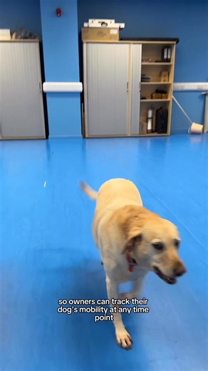 🔬 We’ve launched DogMA – the Dog Mobility App, developed from pioneering research led by Dr Natasha Clark, supervised by Professors Eithne Comerford and Karl Bates, and created in collaboration with Dogs Trust. 🐾 DogMA enables dog owners to monitor their pet’s mobility and wellbeing, supporting the early identification of musculoskeletal conditions such as osteoarthritis through a structured, science-backed questionnaire. Expertly developed by the University’s Mobile Application Development te