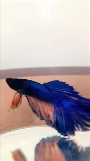 Types of small fish for aquarium 😔