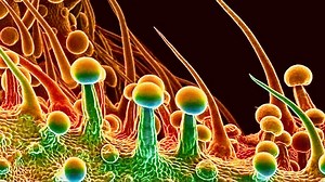 Amazing Microscopic Images of Marijuana ~ Cannabis Up Close - video Dailymotion