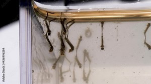 Mosquito larvae swimming in standing water. Breeding area for disease carrying insect