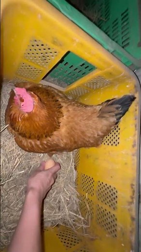 계란 훔치기