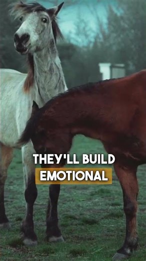 Equine Ethology 101 🐴 | Horse Behavior & Homeschool Science at Legend Acres