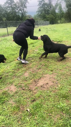 Monster Rottweiler: Facts, Care Tips, and Safety Around Big Dogs
