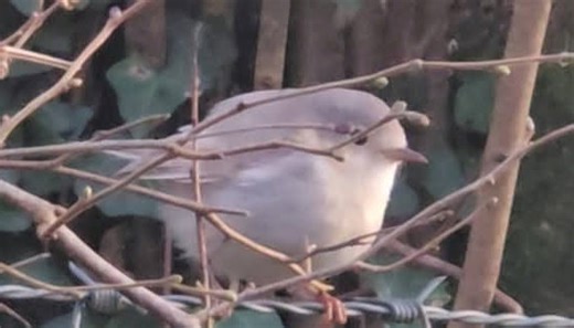 Wildlife photographer captures 'extremely rare' white robin on camera