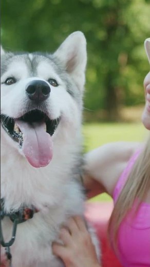 Discovering the Husky: 3 Fascinating Facts About These Energetic and Striking Dogs