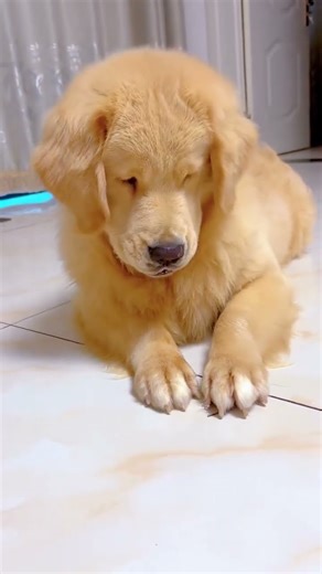 Cockroach Attack Dog #shortsfeed #viralshorts #short #viralvideo #pets #funny