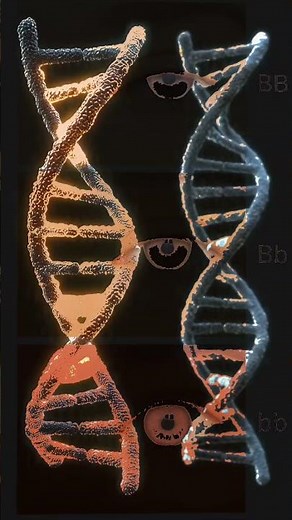 Gene Dominance in Humans | NCERT Biology 🧬 #genetics