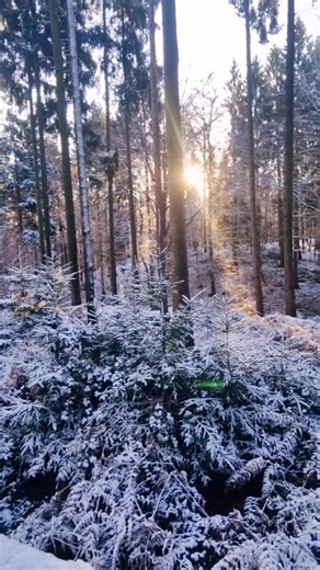Ein Grund wieso Jäger so viel draußen sind❄☀️ Wir genießen gerne die atemberaubende Natur und ihre Stille #jagd #wildlife #wald #viral #momentslikethese #nature #hunting