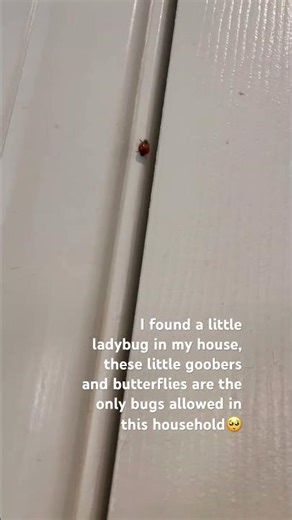 Found a ladybug in my house it’s a sign of good luck🍀🐞#ladybug #goodluck #irish #stpatricksday