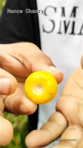 Yellow Nance (Byrsonima crassifolia) | Rare Exotic Fruit Plant