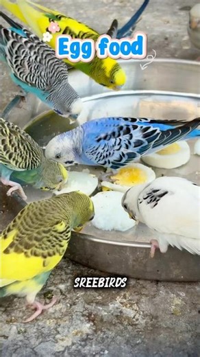 EGG FOOD FOR BUDGIES 🥚🕊️#birds#lovebirds #parrot#budgies #birdsounds#shorts #birdbreeding #eggfood