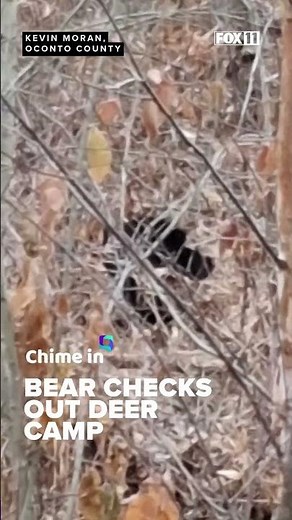 Hunter shares video of bear sighting while deer hunting in Wisconsin