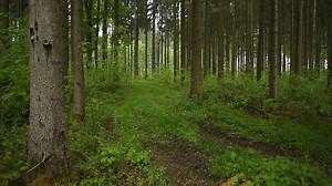 Psalm 21 | Online Christian Prayer Ministry