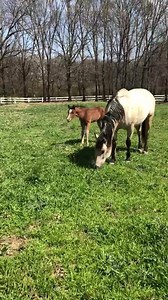 63K views · 1K reactions | Spring has sprung  Two gorgeous babies. Full siblings Edison Evie by Inferno 66 and Mizzen You LTE4100 (Jacs Electric Spark x West Coast Mizzen LTE48,000 PE82,000+) Princess Evie is proudly owned by Gloria Spiaggi #weraiseroyals | Reign Quarter Horses | Facebook